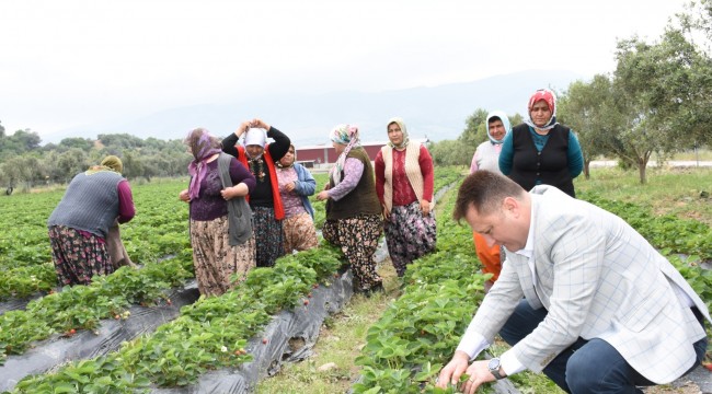 Tıbbı Bitki Üretiminin Cazibesi Arttı